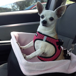 Fundraising Page: Eunice Fernandez